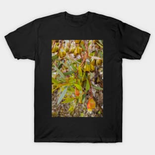 Gumnuts 1 T-Shirt